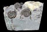 Ammonite Fossil Cluster - Marston Magna Marble #86258-1